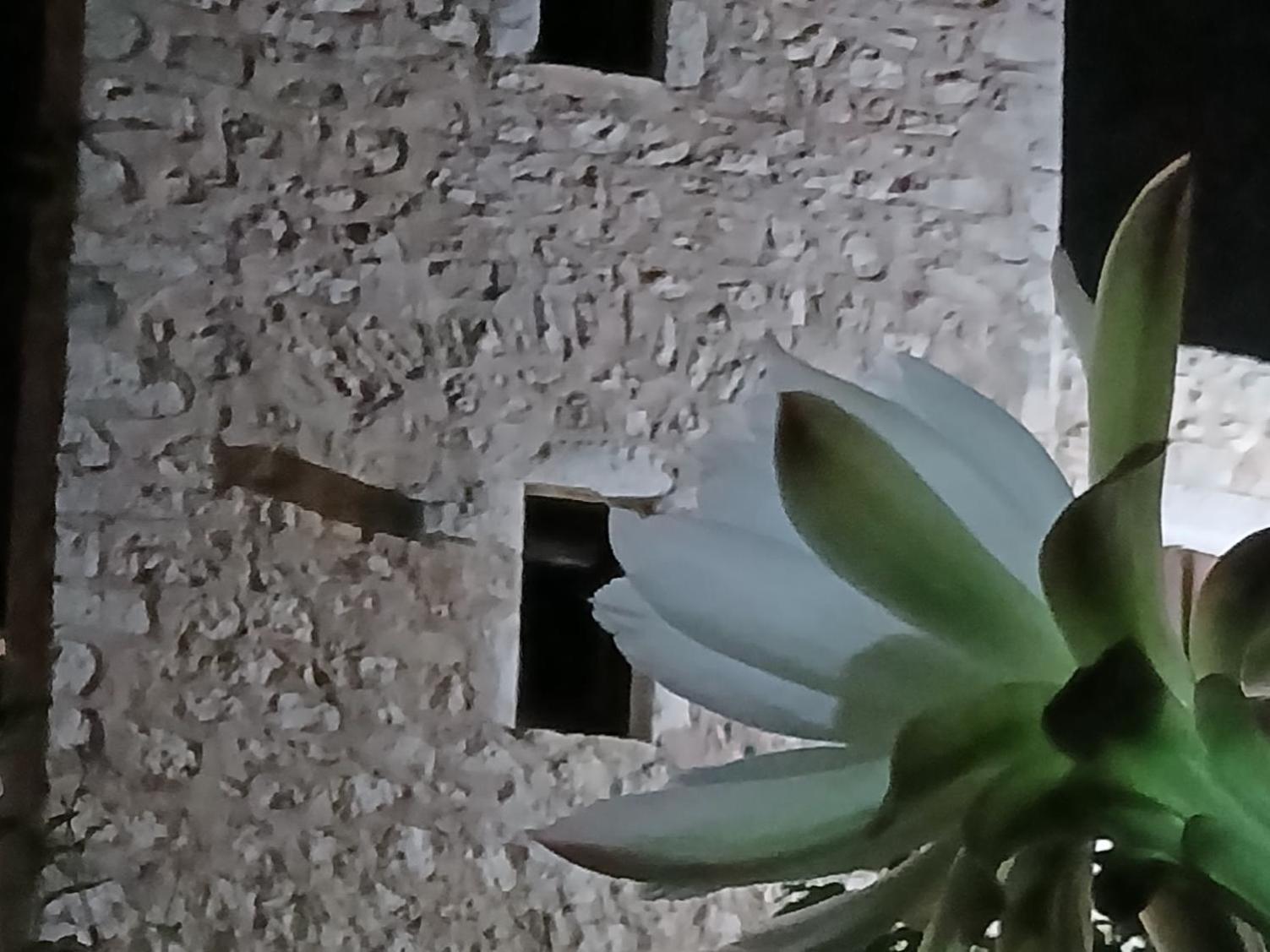 Apartment Pandera *